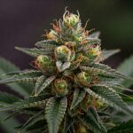 Nahaufnahme einer blühenden Cannabispflanze mit Harzdrüsen.