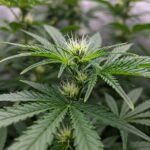 Nahaufnahme einer Cannabis-Pflanze mit Blüte in der Vorblütephase.